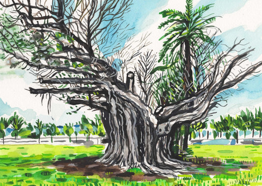 Tree in Key West, Florida. Watercolor on Paper. 9" x 12"